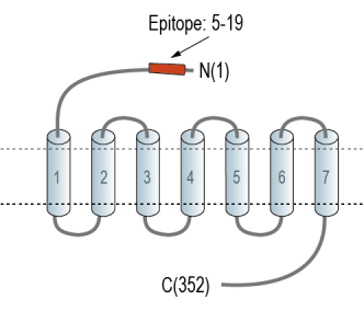 Human MRGPRX2 (extracellular) Blocking Peptide