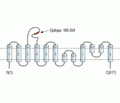 Noradrenaline Transporter/NET (extracellular) Blocking Peptide