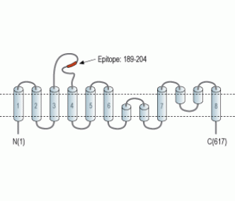 Noradrenaline Transporter/NET (extracellular) Blocking Peptide