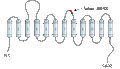 Anti-Serotonin Transporter (SERT) (extracellular) Antibody