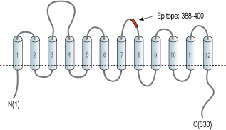 Anti-Serotonin Transporter (SERT) (extracellular) Antibody