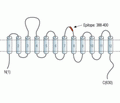 Serotonin Transporter/SERT (extracellular) Blocking Peptide