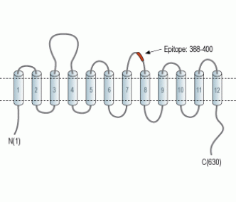 Serotonin Transporter/SERT (extracellular) Blocking Peptide
