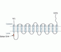 VMAT2 Blocking Peptide