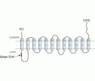 VMAT2 Blocking Peptide