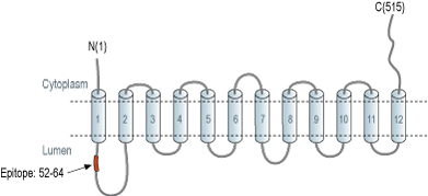 Anti-VMAT2-ATTO Fluor-488 Antibody