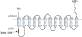 Anti-VMAT1 Antibody