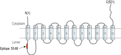 Anti-VMAT1 Antibody