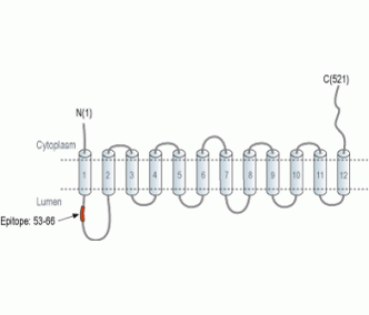 VMAT1 Blocking Peptide