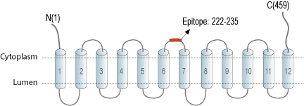 Anti-SLC18B1 (VPAT) Antibody