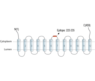 SLC18B1 (VPAT) Blocking Peptide