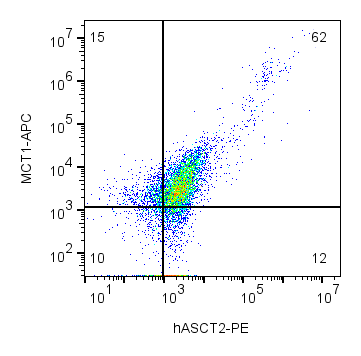 Anti-Human ASCT2/SLC1A5 (extracellular)-PE Antibody