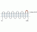 MCT1/SLC16A1 (extracellular) Blocking Peptide