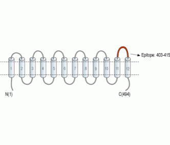 MCT1/SLC16A1 (extracellular) Blocking Peptide