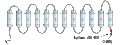 Anti-MCT2 Antibody