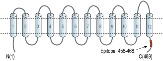 Anti-MCT2 Antibody