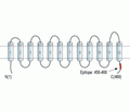 MCT2 Blocking Peptide