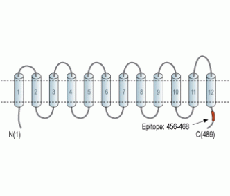 MCT2 Blocking Peptide