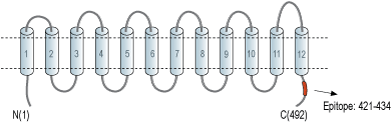Anti-MCT3 Antibody