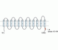MCT3 Blocking Peptide