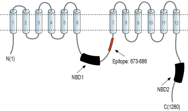 Anti-Human ABCB1/MDR1 Antibody