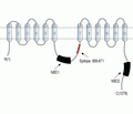 Human ABCB1/MDR1 Blocking Peptide