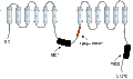 Anti-ABCB4/MDR3 Antibody