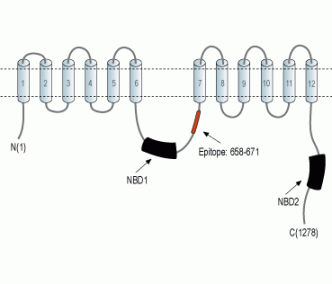 ABCB4/MDR3 Blocking Peptide