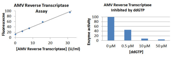 AMV Reverse Transcriptase Assay Kit – Figure 1 of 1