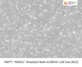 RAD52<sup>-/-</sup> Knockout Nalm-6 MSH2+ Cell Line (#12) | Applied Biological Materials (abm)