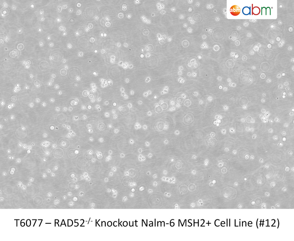 RAD52<sup>-/-</sup> Knockout Nalm-6 MSH2+ Cell Line (#12) | Applied Biological Materials (abm)