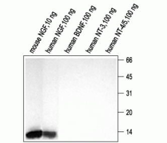 NGF Blocking Peptide