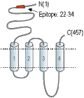 Anti-Nicotinic Acetylcholine Receptor α1 (CHRNA1) (extracellular) Antibody
