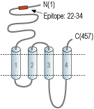 Anti-Nicotinic Acetylcholine Receptor α1 (CHRNA1) (extracellular) Antibody