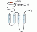Nicotinic Acetylcholine Receptor α1/CHRNA1 (extracellular) Blocking Peptide