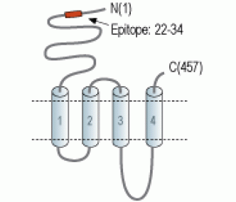 Nicotinic Acetylcholine Receptor α1/CHRNA1 (extracellular) Blocking Peptide