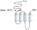 Anti-Nicotinic Acetylcholine Receptor α2 (CHRNA2) (extracellular) Antibody