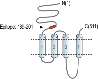Anti-Nicotinic Acetylcholine Receptor α2 (CHRNA2) (extracellular) Antibody