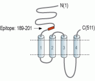 Nicotinic Acetylcholine Receptor α2/CHRNA2 (extracellular) Blocking Peptide