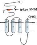 Anti-Nicotinic Acetylcholine Receptor α3 (CHRNA3) (extracellular) Antibody
