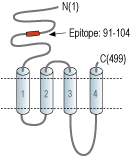 Anti-Nicotinic Acetylcholine Receptor α3 (CHRNA3) (extracellular) Antibody