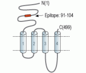 Nicotinic Acetylcholine Receptor α3/CHRNA3 (extracellular) Blocking Peptide