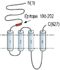 Anti-Nicotinic Acetylcholine Receptor α4 (CHRNA4) (extracellular) Antibody