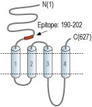 Anti-Nicotinic Acetylcholine Receptor α4 (CHRNA4) (extracellular) Antibody