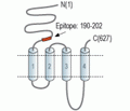 Nicotinic Acetylcholine Receptor α4/CHRNA4 (extracellular) Blocking Peptide