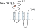 Anti-Nicotinic Acetylcholine Receptor α5 (CHRNA5) (extracellular) Antibody