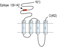 Anti-Nicotinic Acetylcholine Receptor α5 (CHRNA5) (extracellular) Antibody
