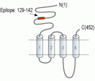 Nicotinic Acetylcholine Receptor α5/CHRNA5 (extracellular) Blocking Peptide