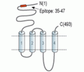 Nicotinic Acetylcholine Receptor α6/CHRNA6 (extracellular) Blocking Peptide