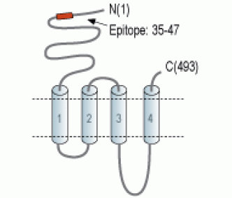 Nicotinic Acetylcholine Receptor α6/CHRNA6 (extracellular) Blocking Peptide